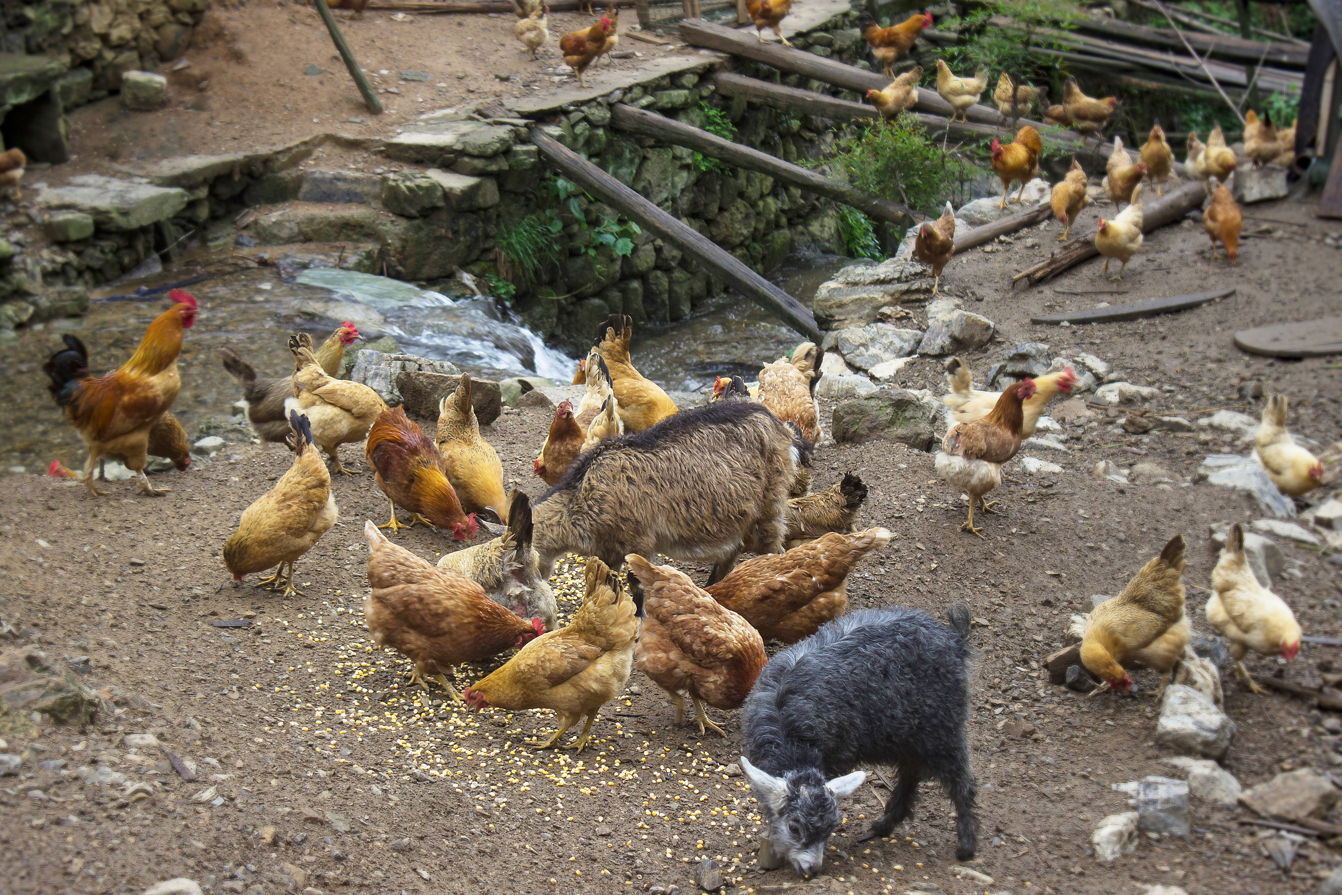 养殖2000只土鸡的成本与利润,怎么养土鸡赚钱