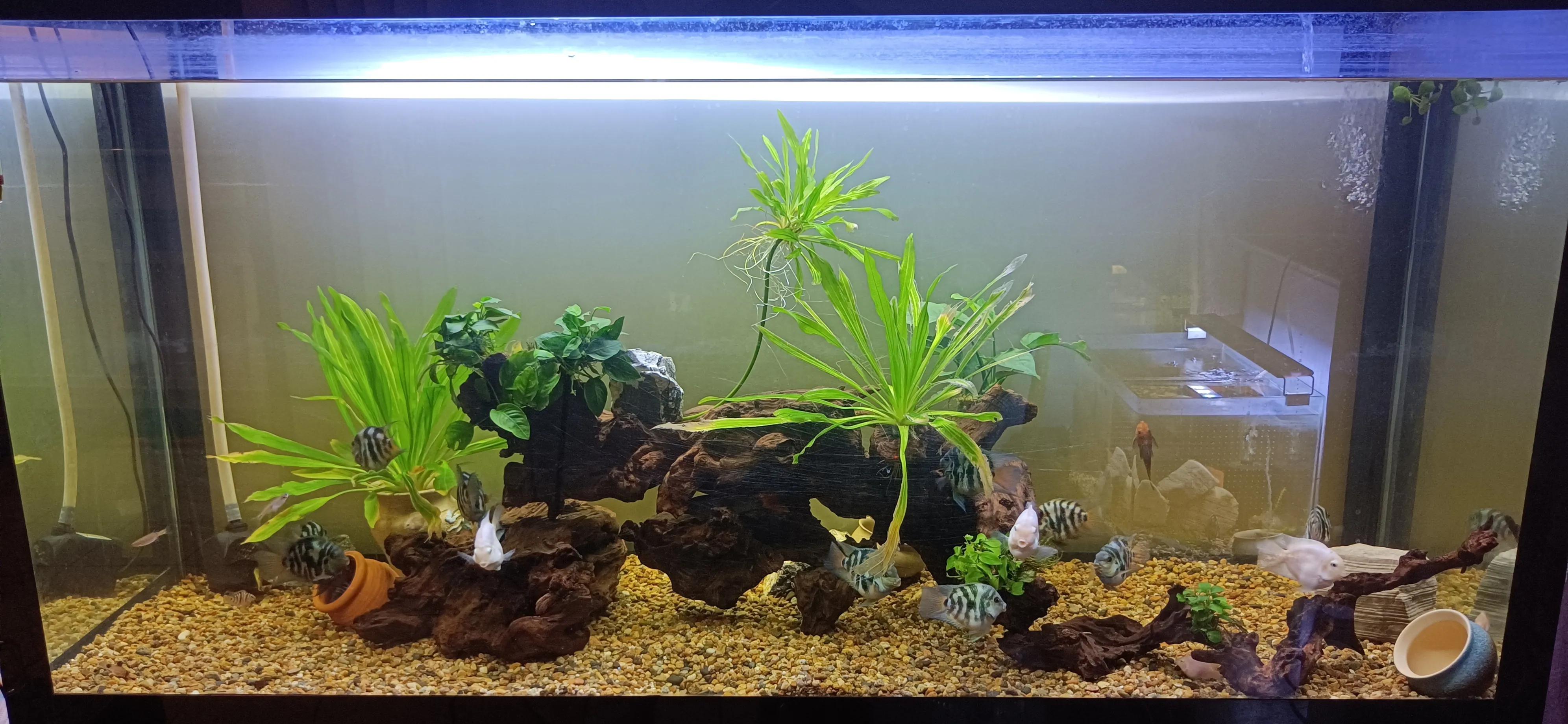 鹦鹉鱼可以跟迷你鹦鹉鱼一起养吗,迷你鹦鹉鱼和鹦鹉鱼能混合吗