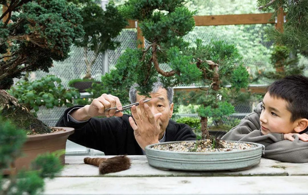 盆景修行,学习盆景技术最好的书