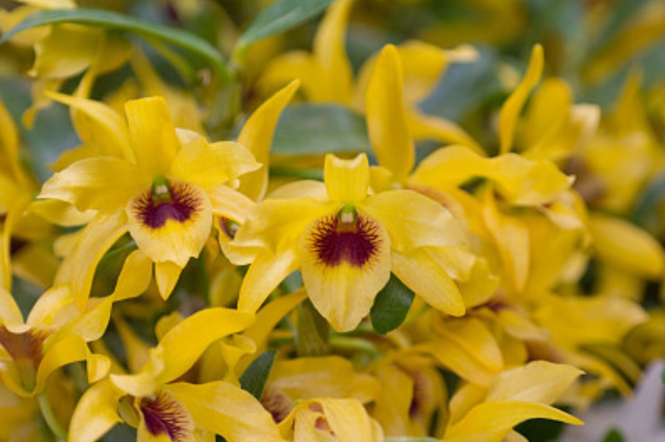 刚上盆的石斛黄叶了是什么原因,石斛叶子黄了是什么原因引起的