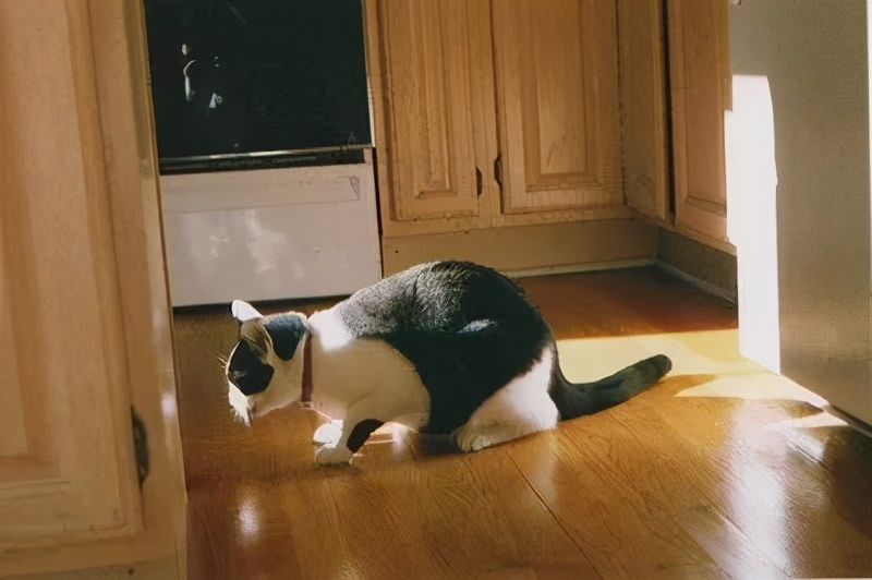 猫咪意外受到重伤怎么治疗,猫咪突发疾病怎么急救