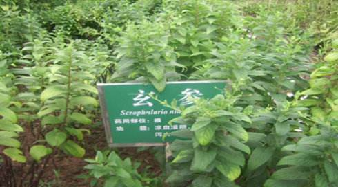 玄参，见过吗？能强阴益精，令人目明