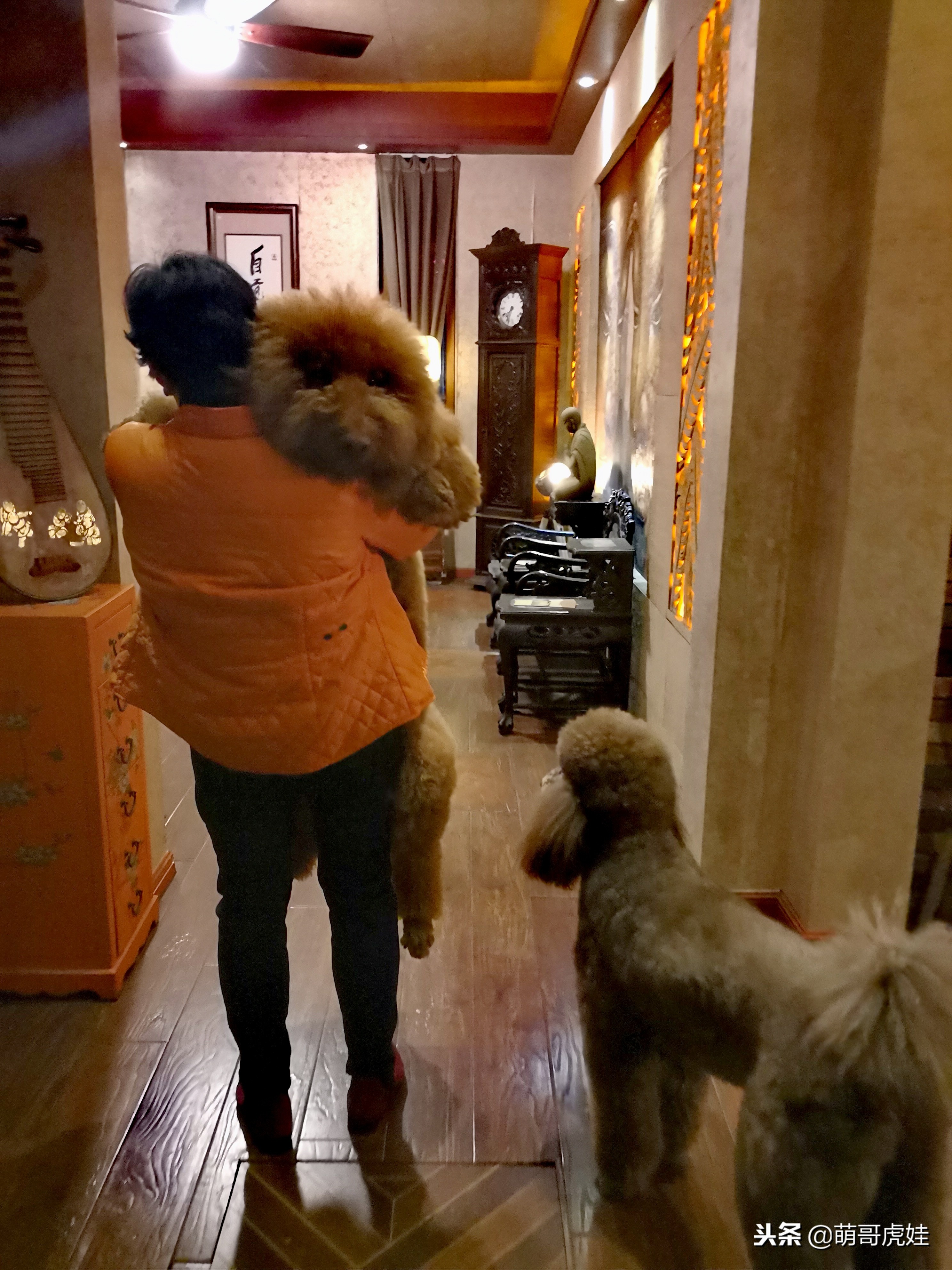 巨型狗狗超级可爱贵宾犬,巨型贵宾犬遇见其他狗狗