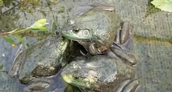 虫见愁蓟马药,牛蛙红腿病