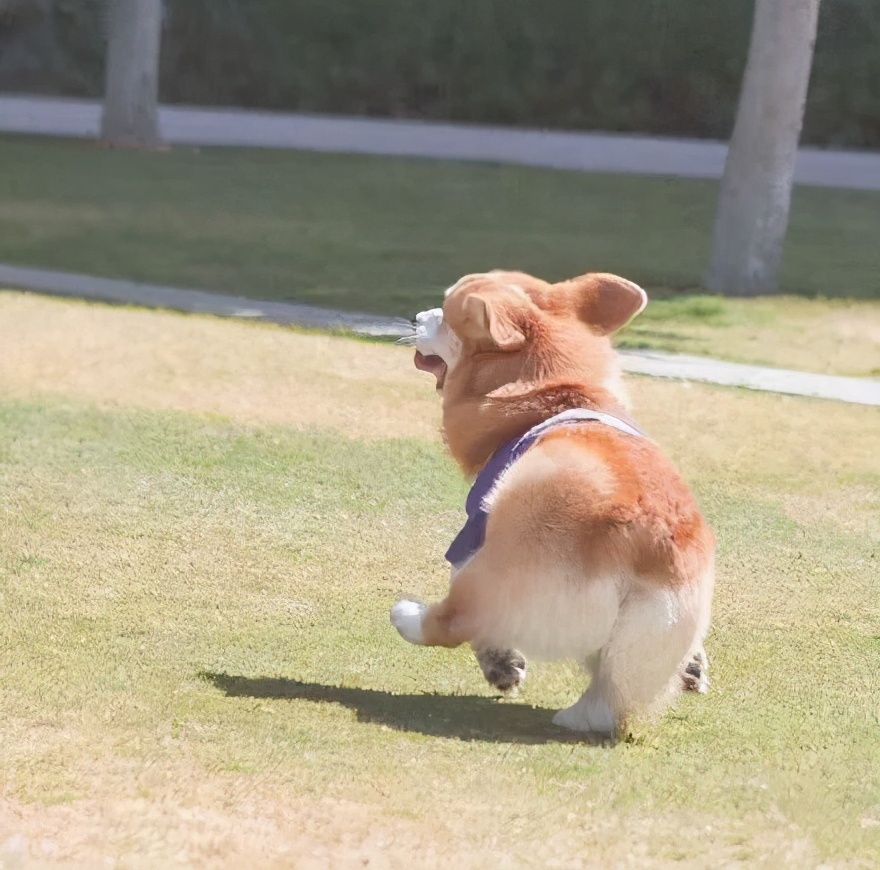 狗狗颜值排行榜你家狗子上榜了吗,狗界颜值排行萨摩耶