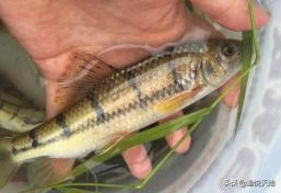 鱼不吃食怎么办可以用土霉素,鱼不吃食怎么办最快最有效