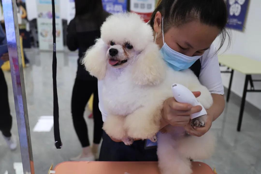 成绩公布！“品谱杯”GPGA第14届宠物美容师资格鉴定考试