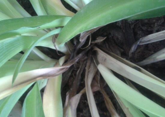 吊兰烂根怎么回事怎么处理,吊兰总是烂叶烂根是啥原因