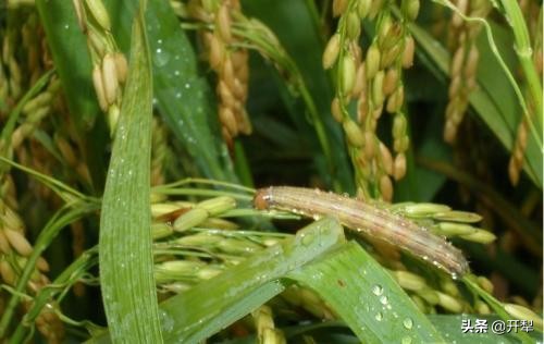 粘虫怎么治疗最好的方法,粘虫发生规律及防治办法