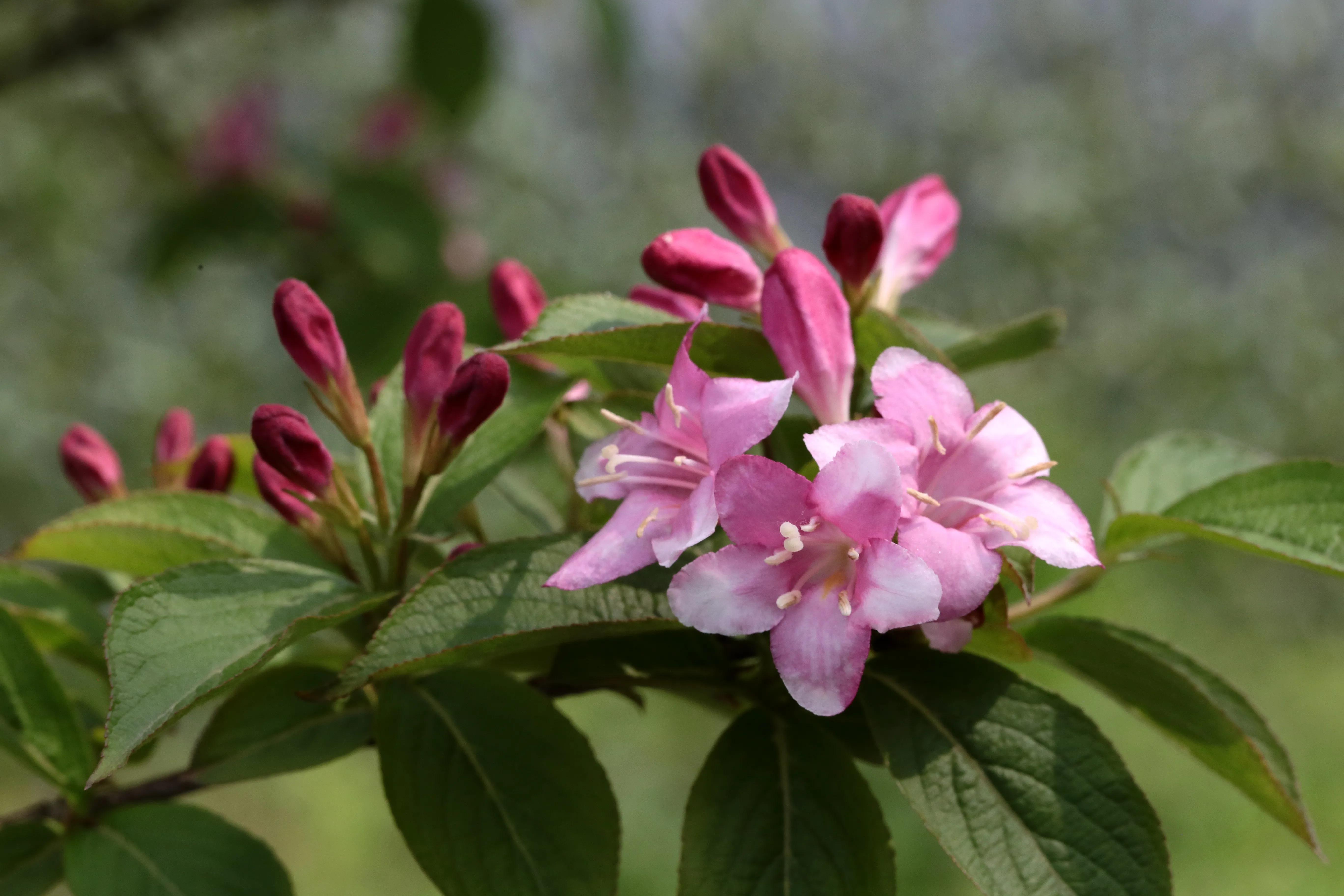 西溪湿地花朝节花草集（2）
