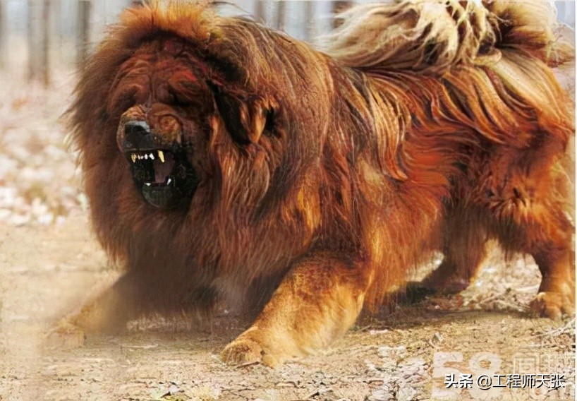 藏獒疯了乱咬人被民警击毙,藏獒冲上去咬金毛