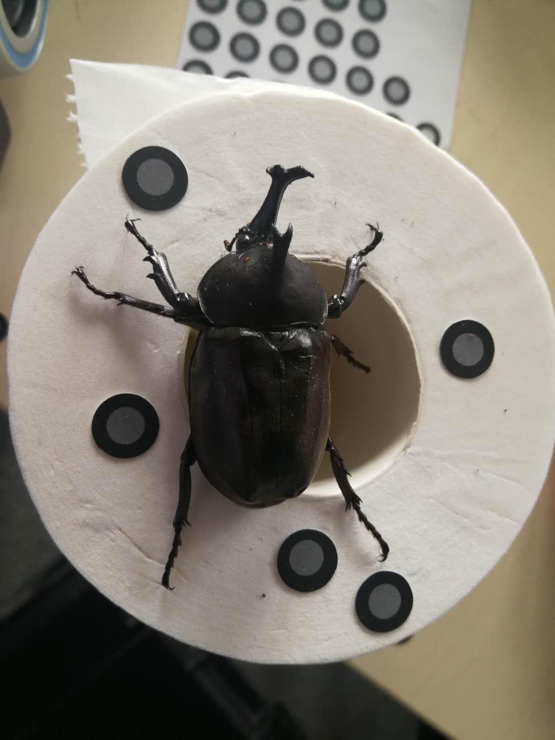 三维激光扫描仪测动物,手持式三维立体扫描仪