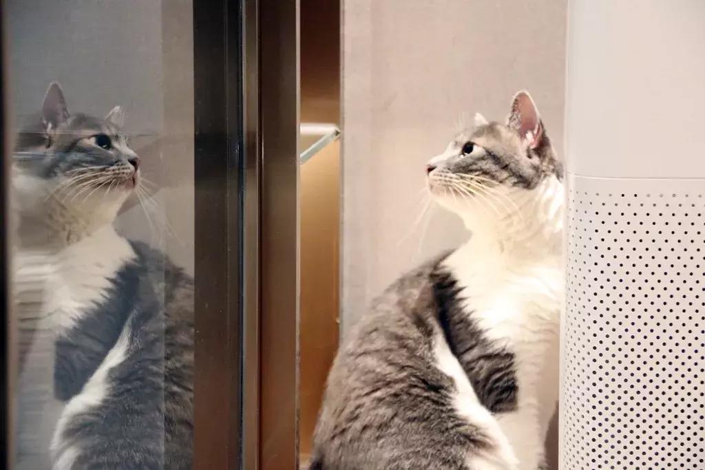 「胖虎大人看房记」第②期——宝龙世家