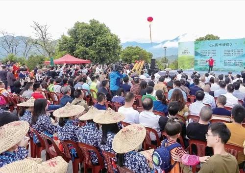 探访福建铁观音茶叶,安溪铁观音传承茶文化价格