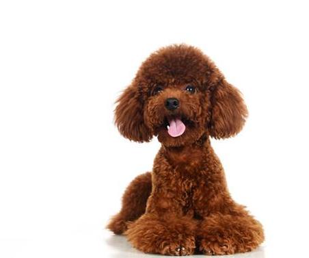 泰迪挑衅恶犬后果是什么,泰迪报复主人的5个表现