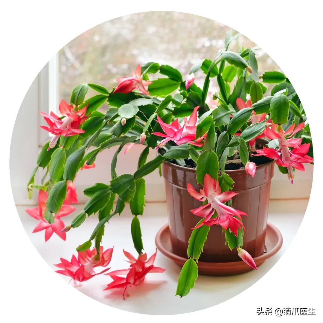 养猫能养啥花草,养了猫还可以养兔子吗