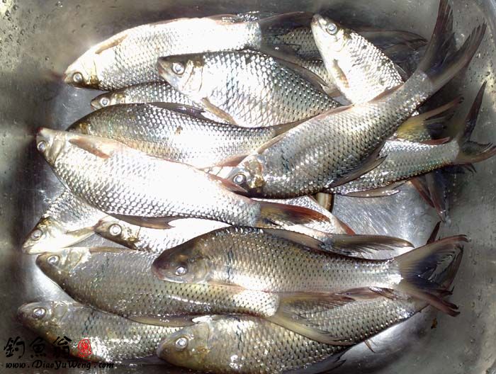 冬季野钓鲫鱼打窝好还是不打窝好,野钓打窝怎样打