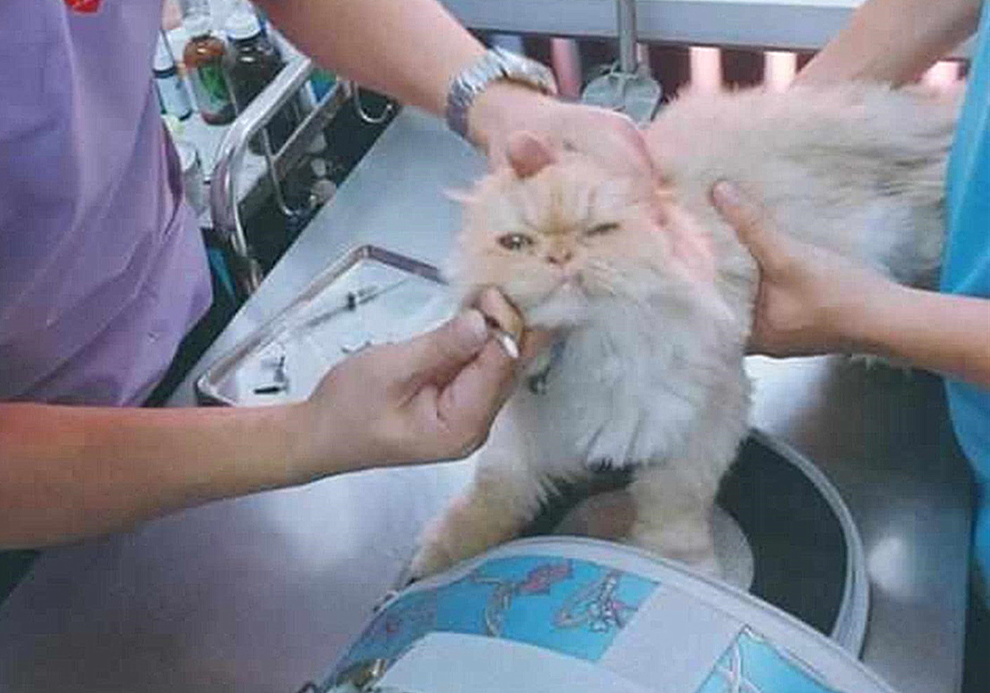 自己给成年猫咪打疫苗的正确方法,铲屎官可以自己给猫咪打疫苗吗