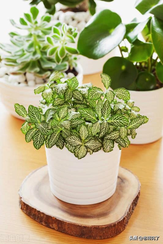 网纹草叶子卷起来了要怎么改善,网纹草叶茎褪色怎么回事