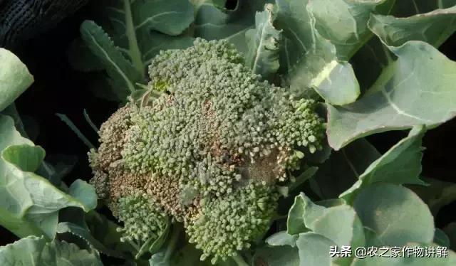 西兰花病害图谱和防治,西兰花的病害与治疗