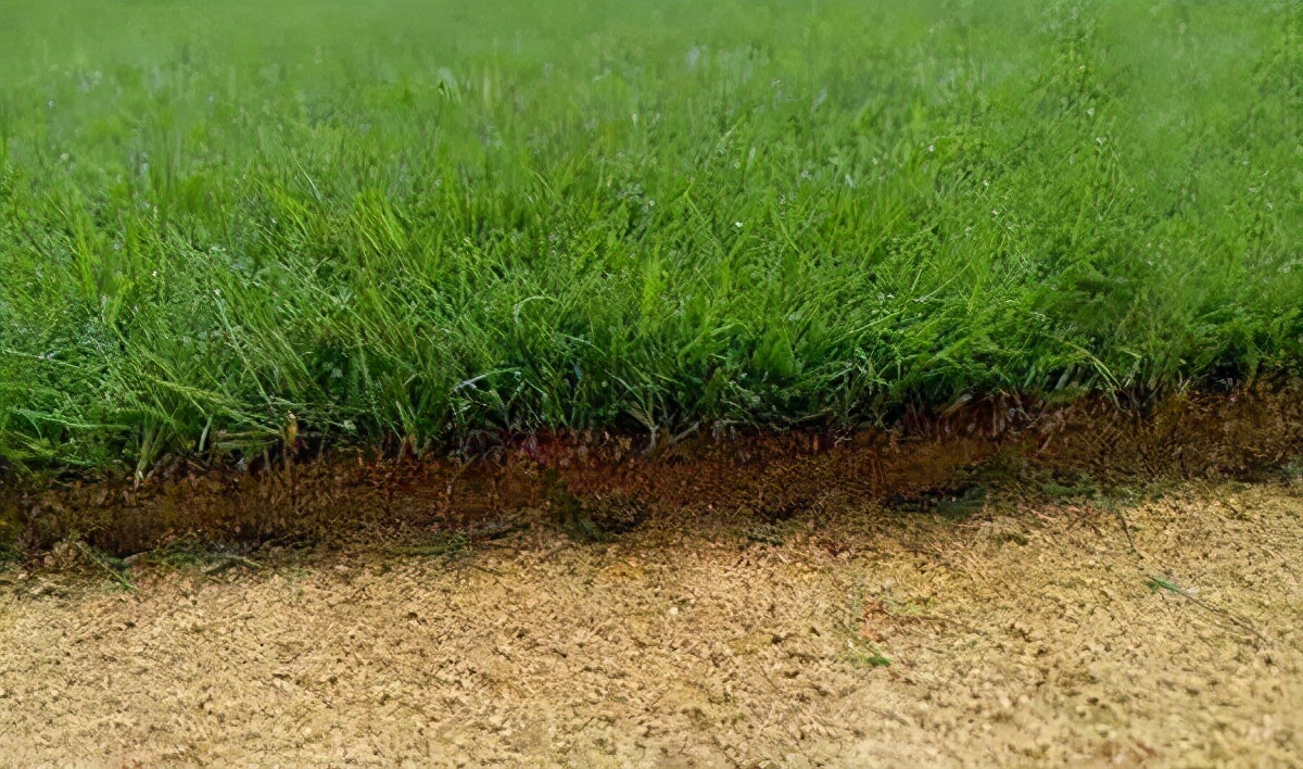 草皮交易平台,草坪交易