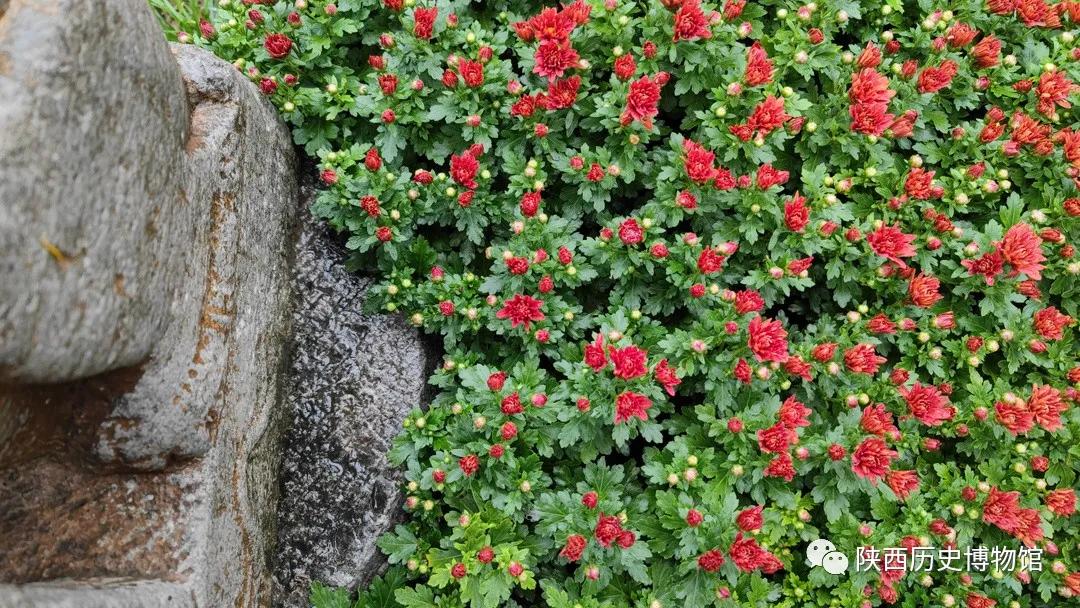 传统文化节日的作文元旦五年级,传统文化节日作文