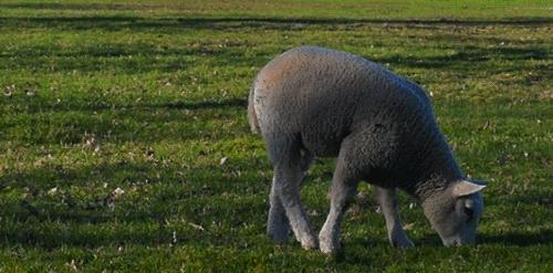 木屋烧烤烤全羊价格表,木屋全羊烧烤