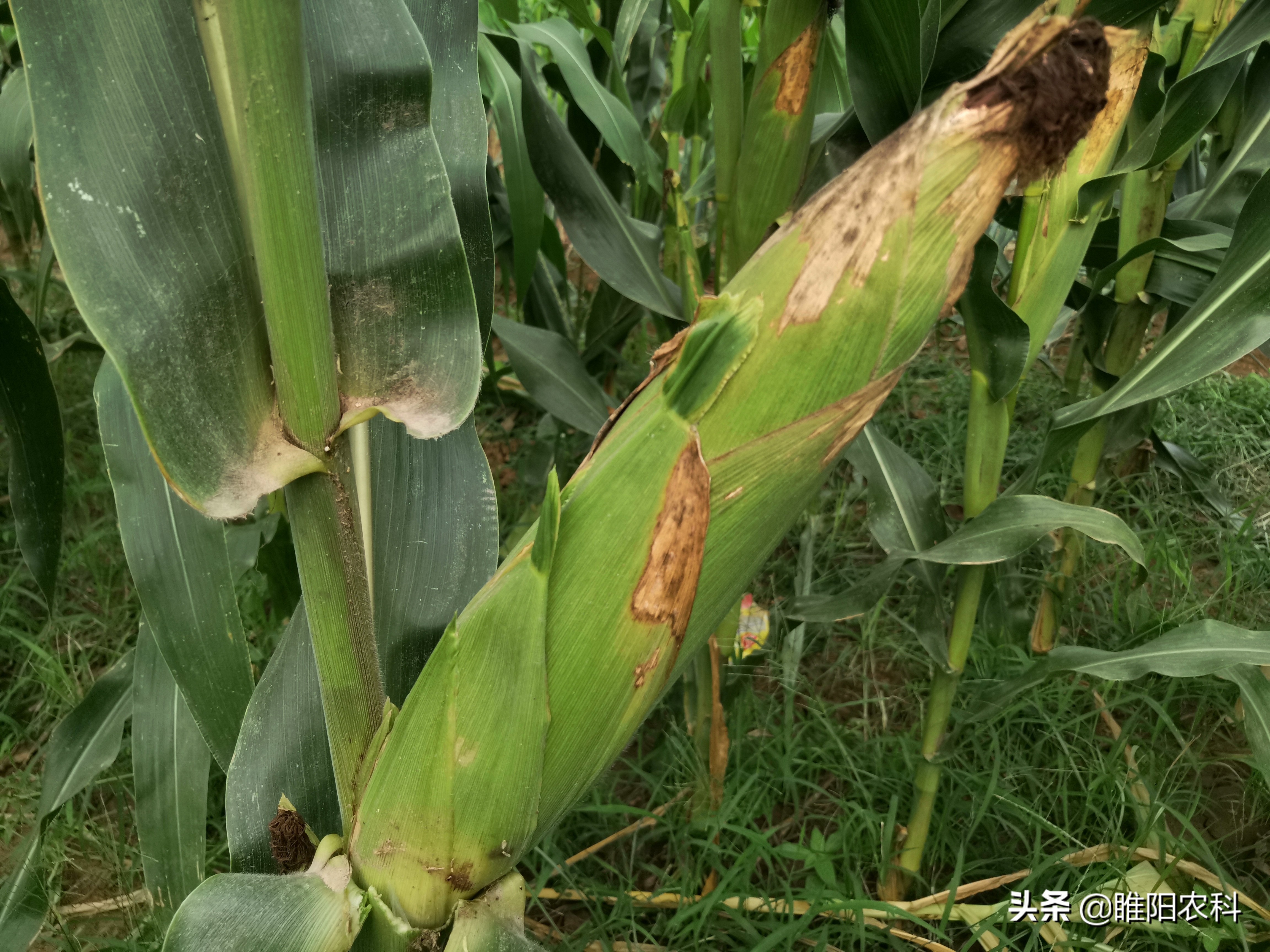 什么玉米品种抗倒而且高产,玉米高产抗病抗倒十大品种