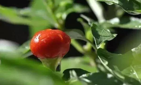 全世界辣椒排行榜前十,世界上十大辣椒排行榜