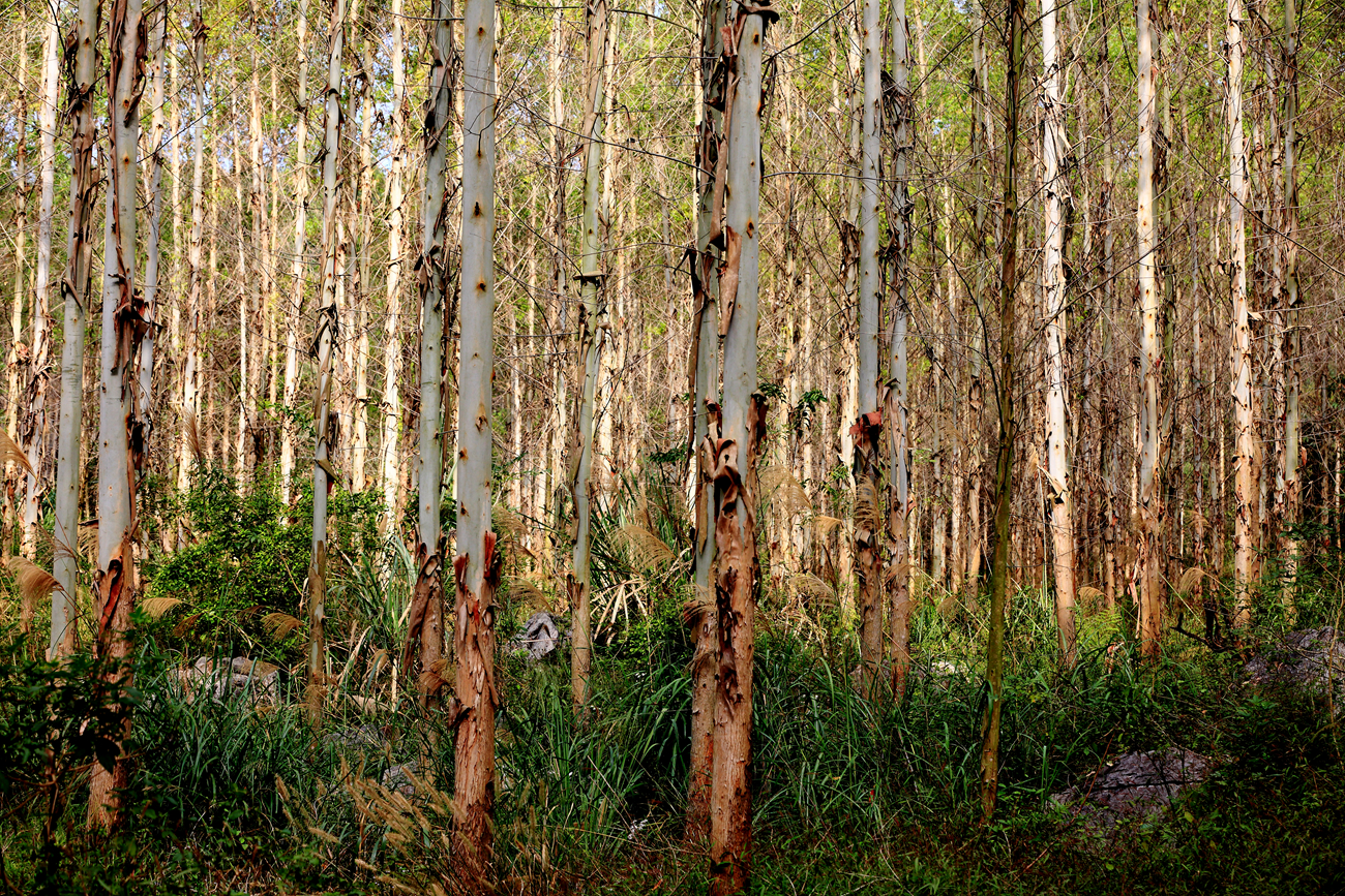 断子绝孙桉树,断子绝孙树为啥广西还大面积种植