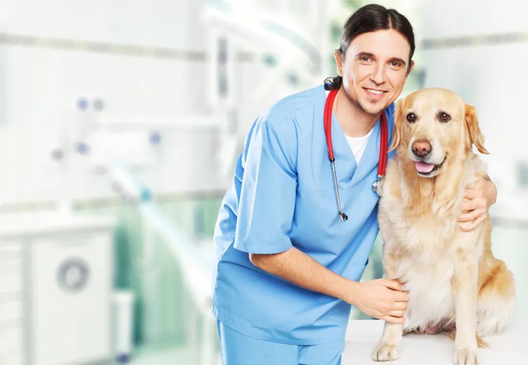 狗去除牙结石有危险吗,狗去牙结石最有效的办法