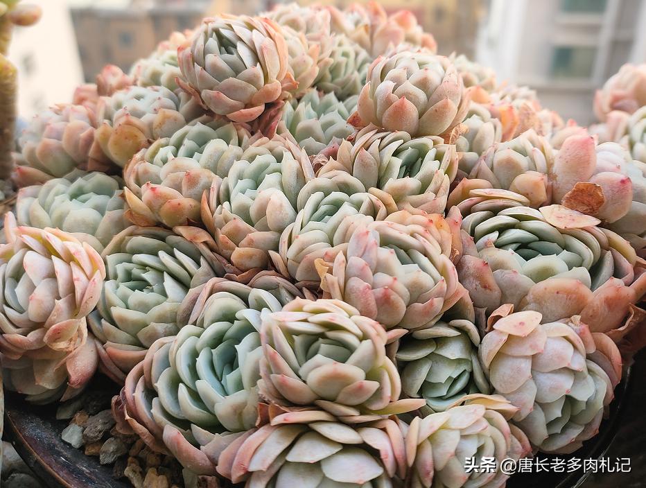 网购的群生玉露干瘪怎么办,网购多头群生多肉怎么上盆