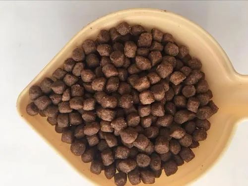 提高抵抗力的宠物食品,增加宠物抵抗力吃什么食物