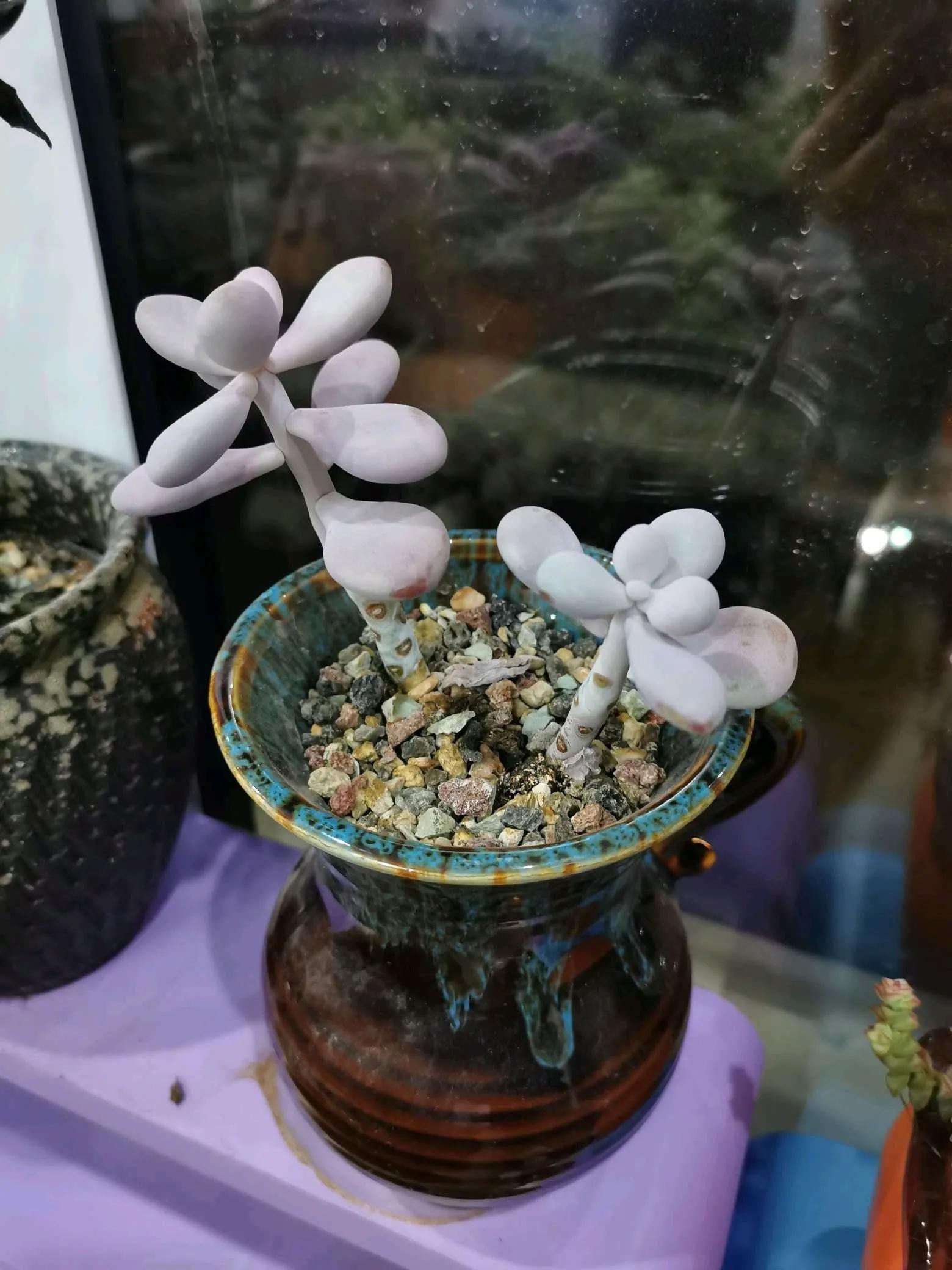 桃蛋徒长了还能恢复吗,桃蛋徒长叶片间距大怎么办