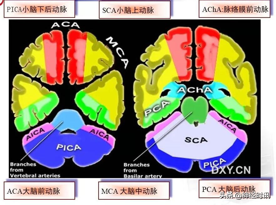 脑动脉解剖学讲解,脑膜中动脉解剖讲解