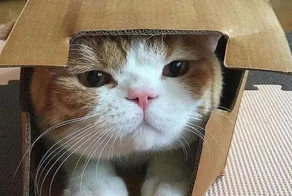 猫咪的神奇开关,猫咪身上的神奇小开关