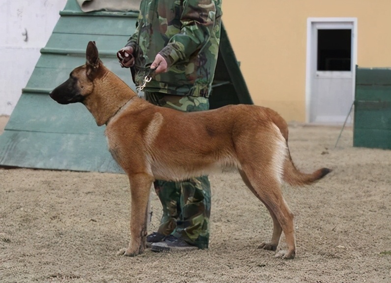 马犬有名气吗,马犬在狼犬界的战斗力排第几