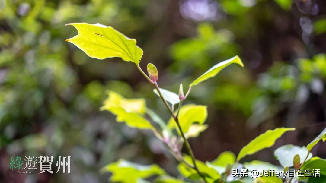 拍贺州｜莲塘镇大山深处的“一号基地”