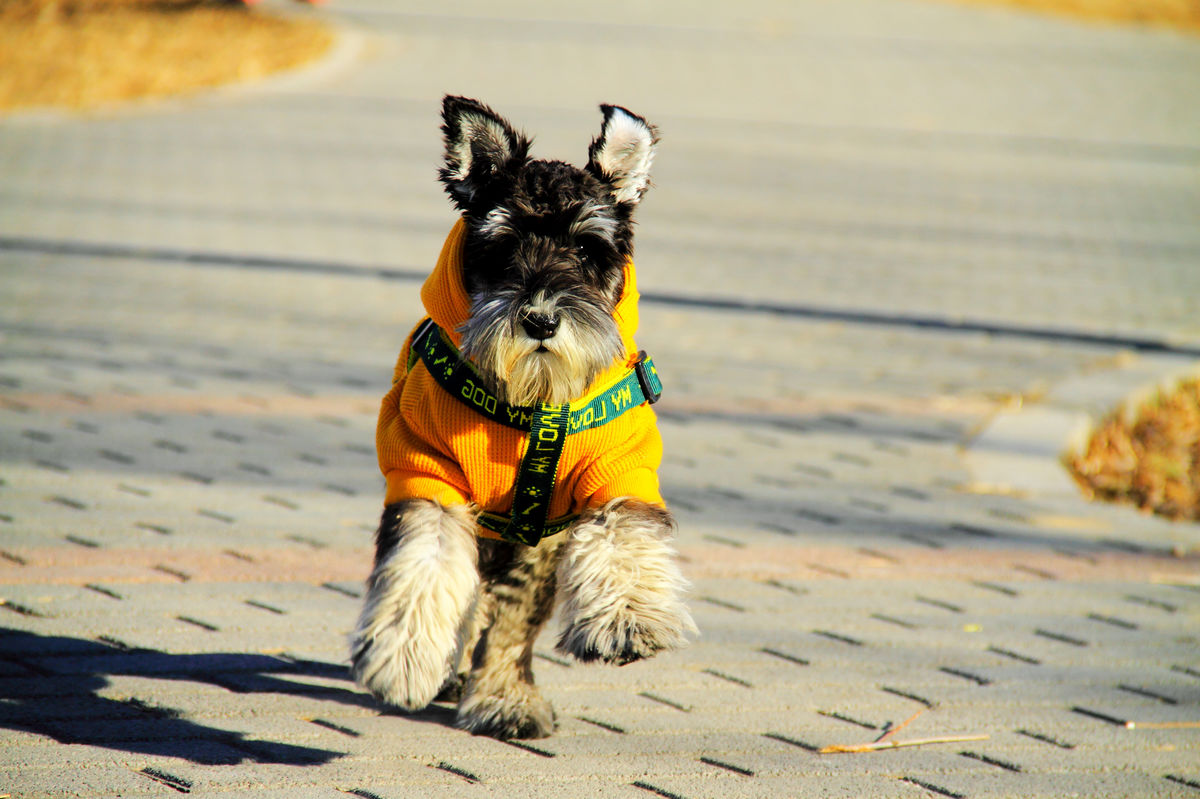 狗狗一生最想做的8件事,这25件小事狗狗最希望主人知道