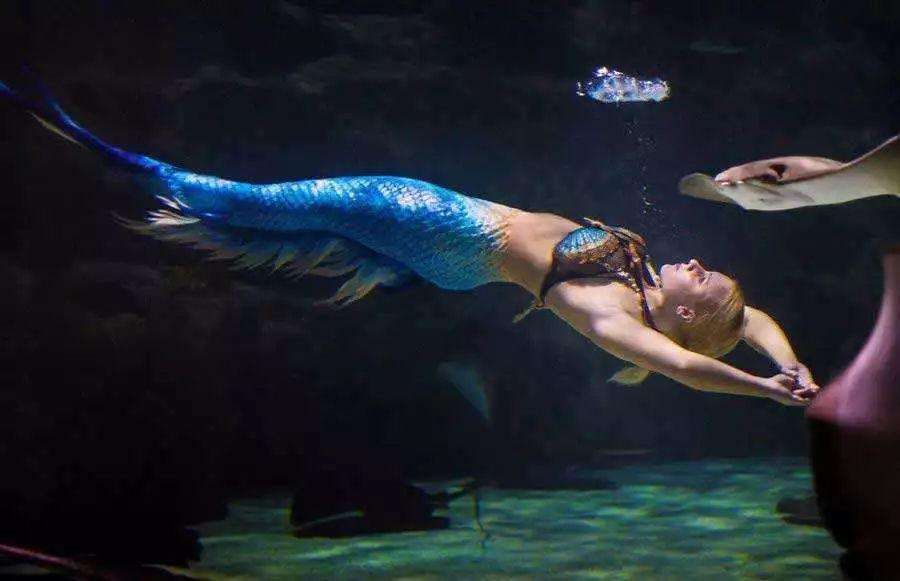 英国的美人鱼标本,英国美人鱼标本