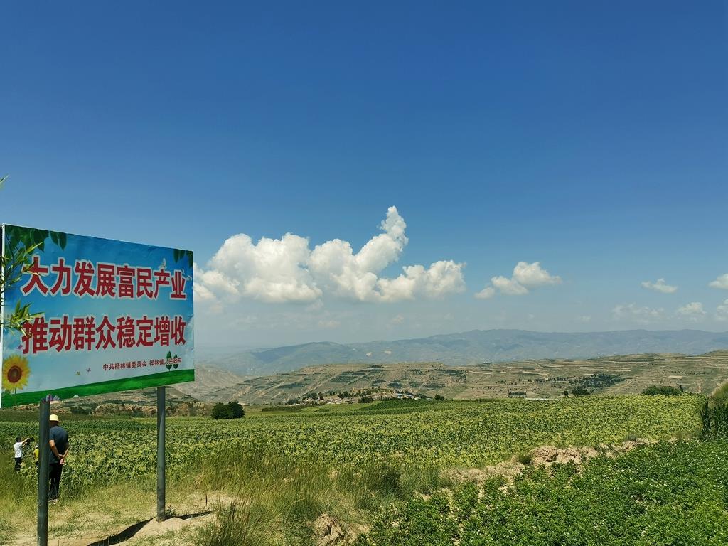 甘肃武山县桦林,武山县玉米喜获丰收