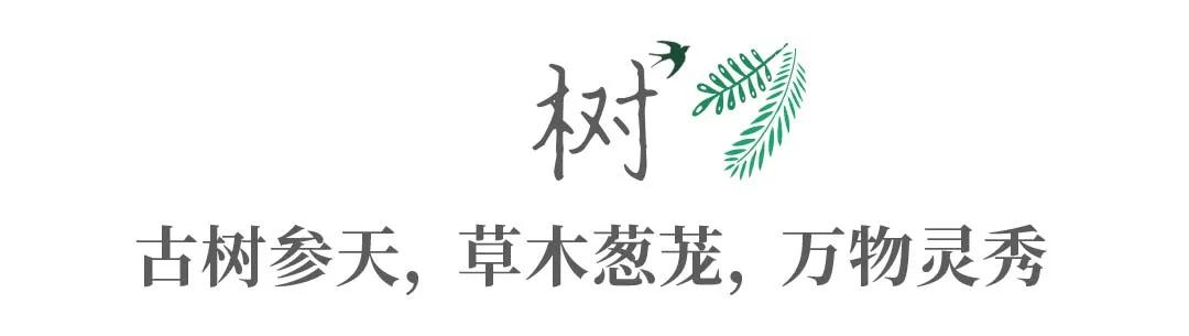 带你Get《司藤》同款神仙美景,春天的香格里拉这样玩