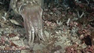 拟态章鱼科幻般伪装全过程,顶级伪装大师拟态章鱼