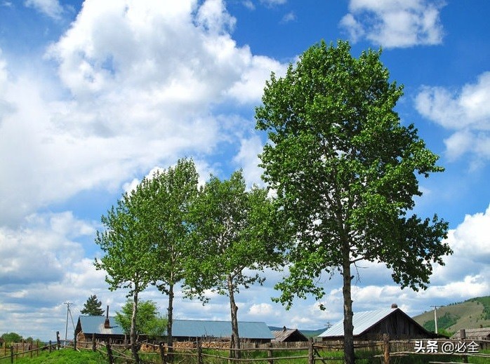 培育“原冠苗”还是“截干苗”，该如何选择？