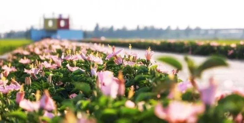 2020美到窒息！珠海的冬天，美炸了