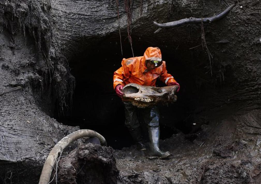 中国挖掘猛犸象牙,战斗民族挖到冰面