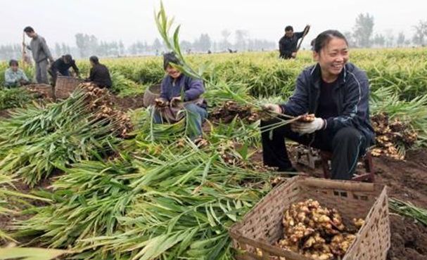 种植生姜能致富吗,生姜栽培种植新技术