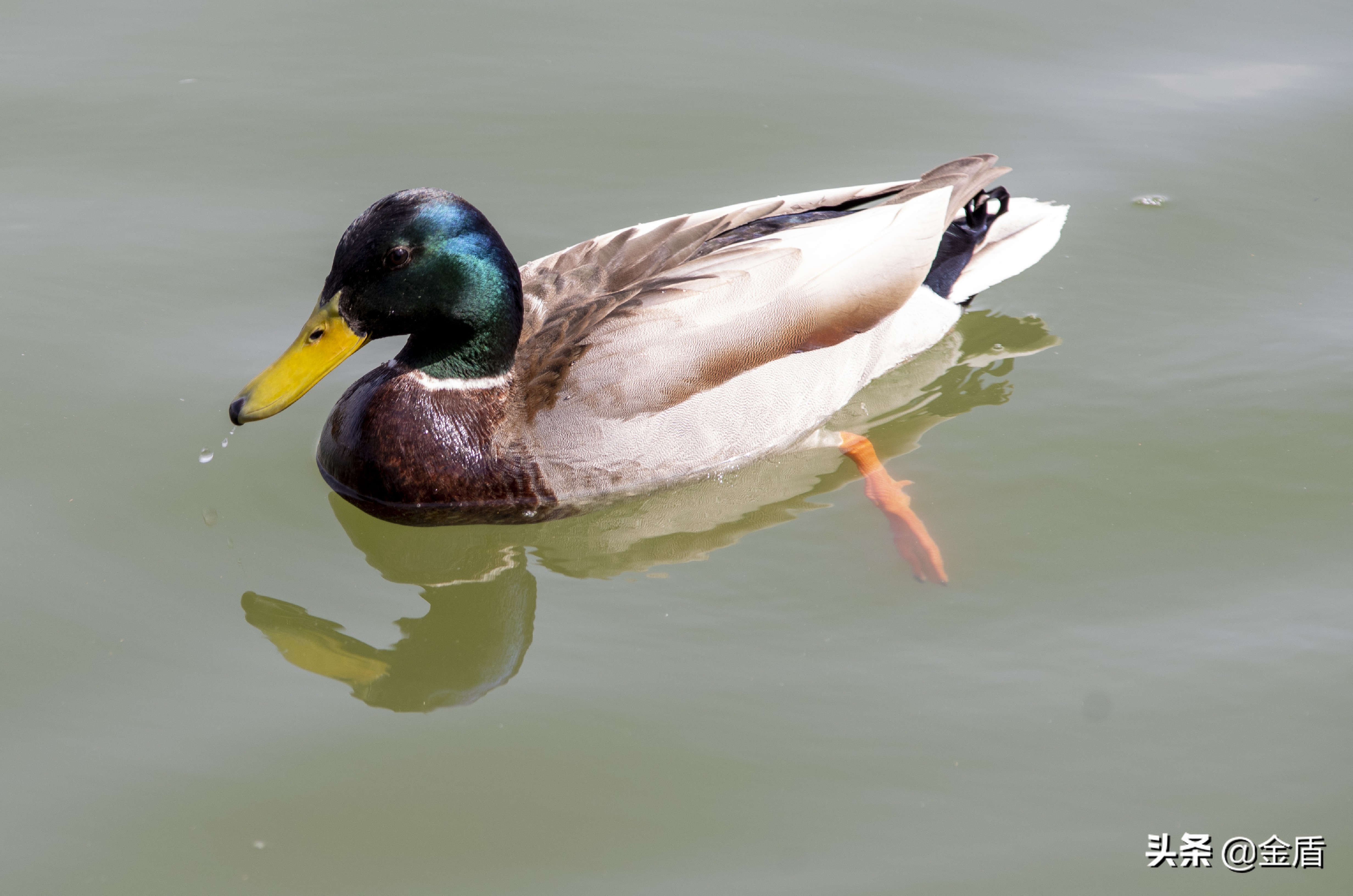 鸭子自由自在的玩耍,鸭子们在雨中嬉戏用英语怎么说