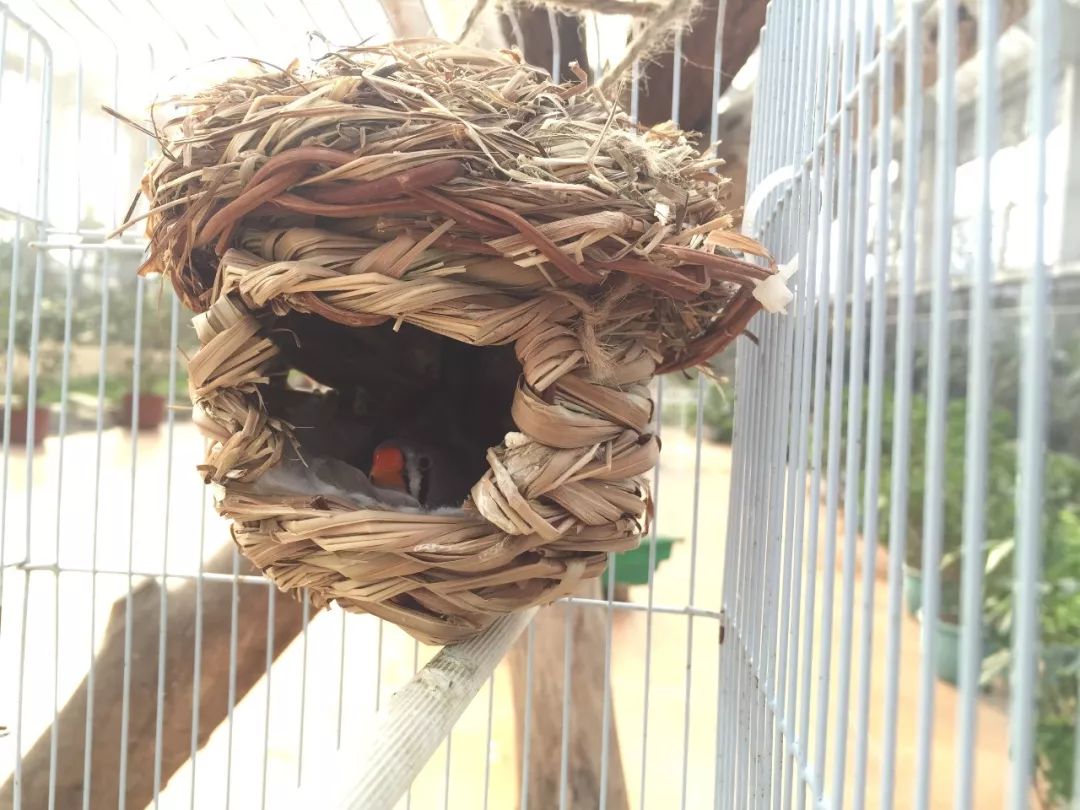 江阴嘉茂国际花鸟园,江阴嘉茂国际花鸟园什么时候再开