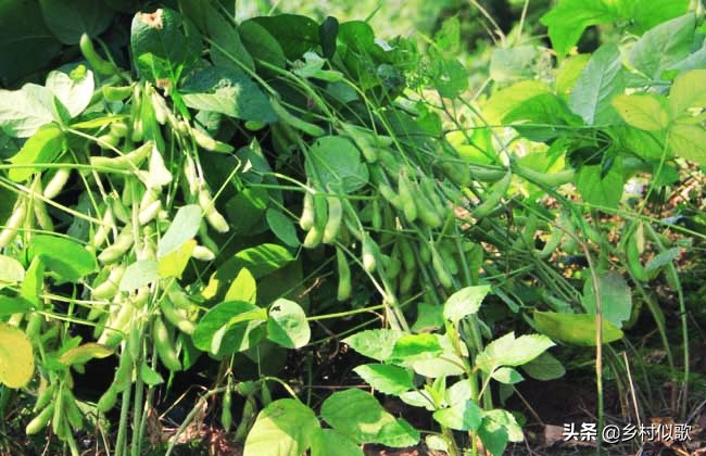 大豆产量高还是黑豆产量高,黑豆种植和大豆一样吗